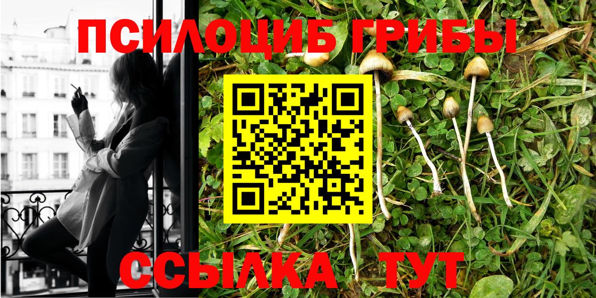 Псилоцибиновые грибы Psilocybe Калуга